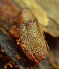 Alniphagus aspericollis