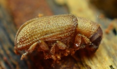 Alniphagus aspericollis