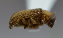 Alniphagus aspericollis