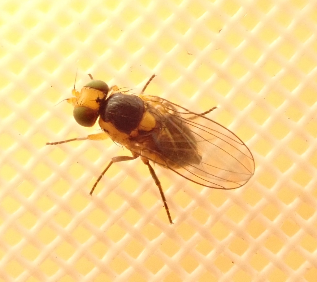 Cabbage leafminer