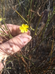 Crocanthemum scoparium