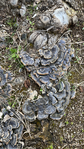 Trametes versicolor