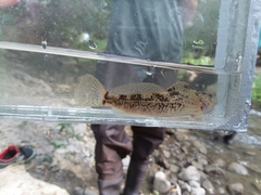 Cottus beldingii
