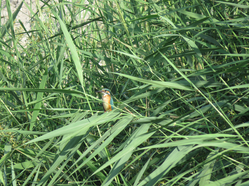 Common Kingfisher