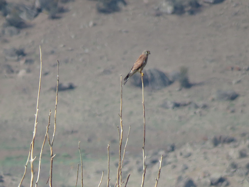 Eurasian Kestrel