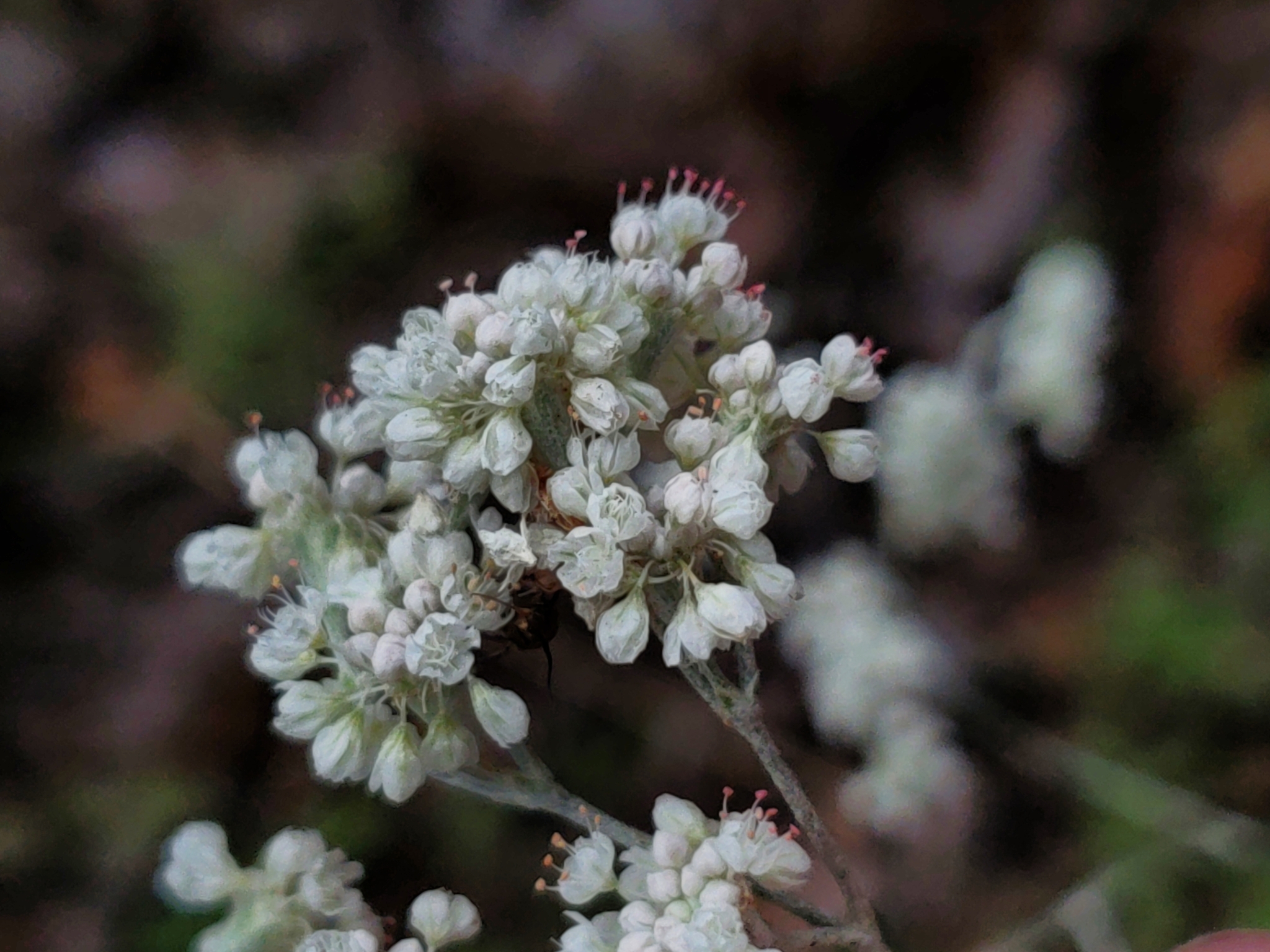 Eriogonum annuum
