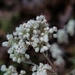 Annual Buckwheat - Photo (c) Kimberlie Sasan, some rights reserved (CC BY-ND), uploaded by Kimberlie Sasan