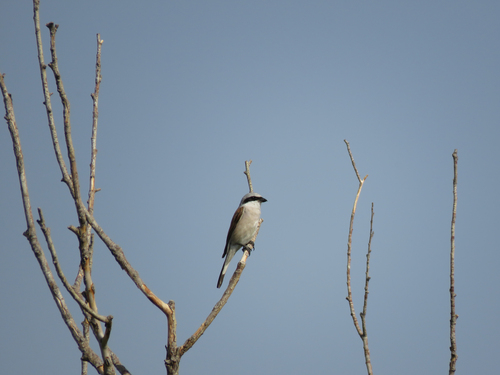 Red-backed Shrike