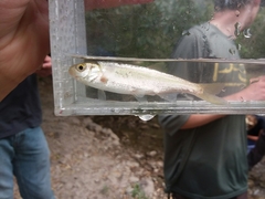 Richardsonius balteatus