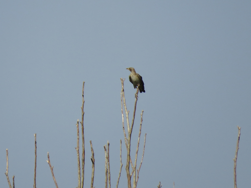 Rosy Starling