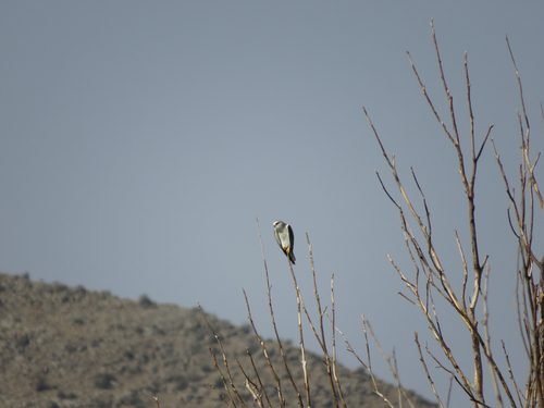 Black-winged Kite