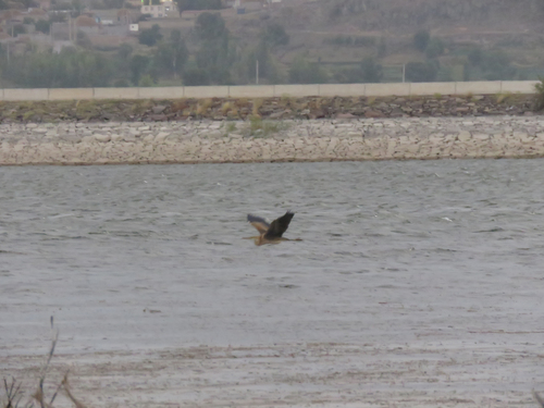 Purple Heron