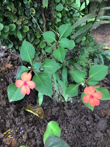 Impatiens walleriana