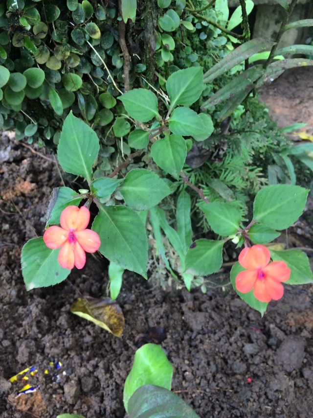 Fleißiges Lieschen (Impatiens walleriana): Herkunft und Verwendung — foto 3