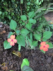 Fleißiges Lieschen (Impatiens walleriana): Herkunft und Verwendung — Foto 3