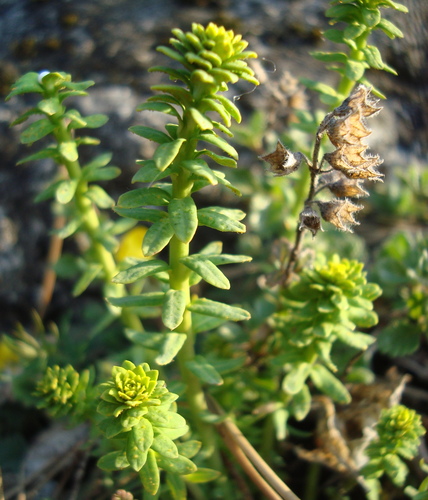 Cypress spurge