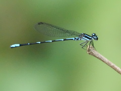Argia oculata image