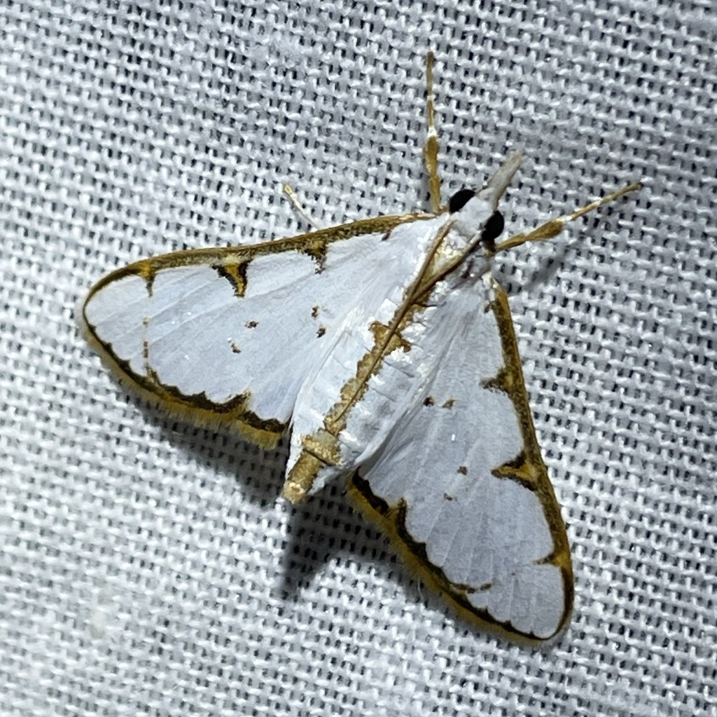 Cirrhochrista brizoalis