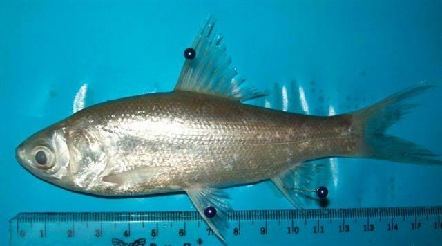 Tiny Scale Barb
