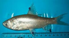 Tiny Scale Barb photo 1