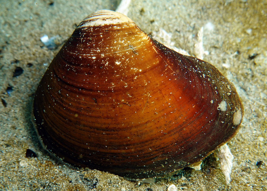 Smooth Crassatella