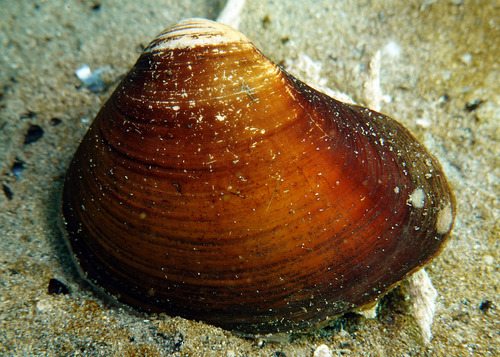 Smooth Crassatella