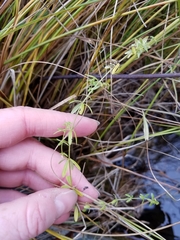 Galium labradoricum