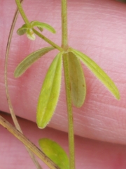 Galium labradoricum