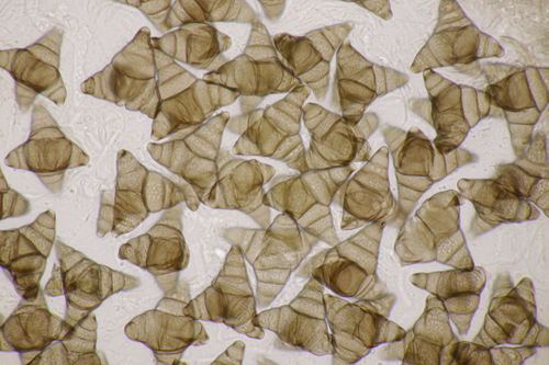 Asterosporium asterospermum observed 2023-03-19