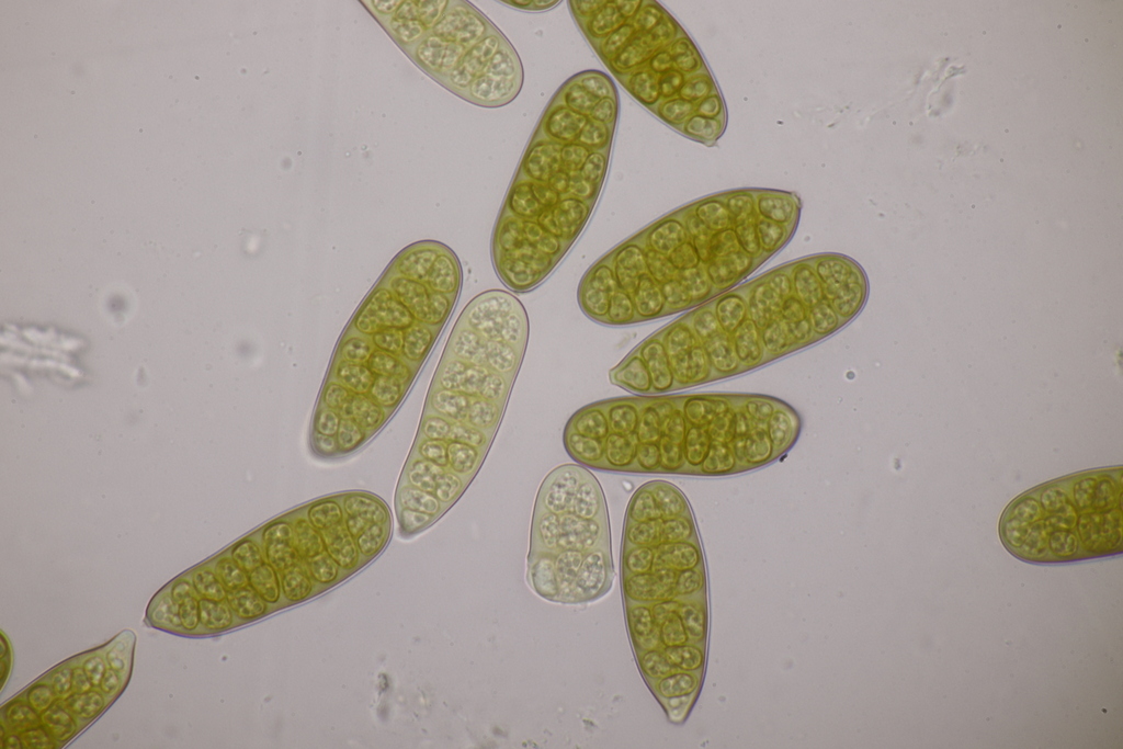 Camarographium