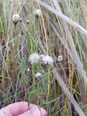 Symphyotrichum boreale