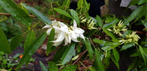 Arthroclianthus angustifolius observed 2022-11-05