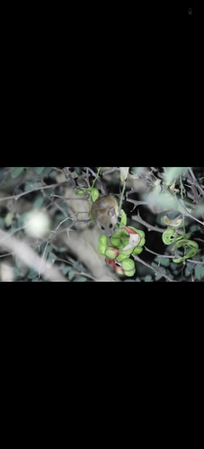 Indomalayan Long-tailed Climbing Mouse (Vandeleuria oleraceus)
