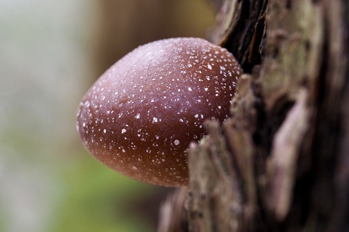 Cryptoporus sinensis