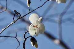 Magnolia salicifolia, photograph (c) りなべる, some rights reserved (CC BY)