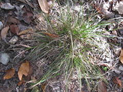Carex umbellata