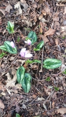 Cyclamen