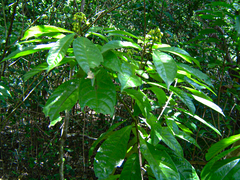 Image of Rinorea ferruginea