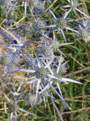 Eryngium creticum