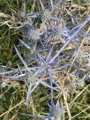 Eryngium creticum
