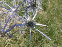 Eryngium creticum