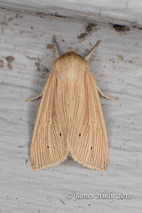Mythimna oxygala