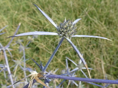 Eryngium creticum