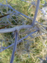 Eryngium creticum