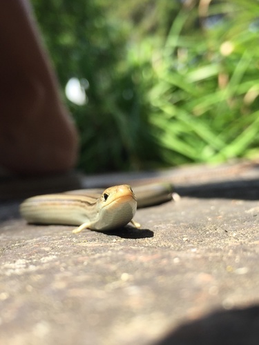 Italian Three-toed Skink, Localita'⁠Costa, Gazzola, Emilia-Romagna, IT, photo 10 of 10