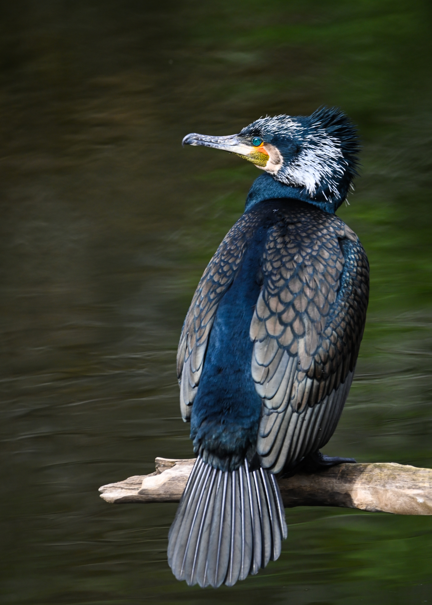Great Cormorant (Phalacrocorax carbo)