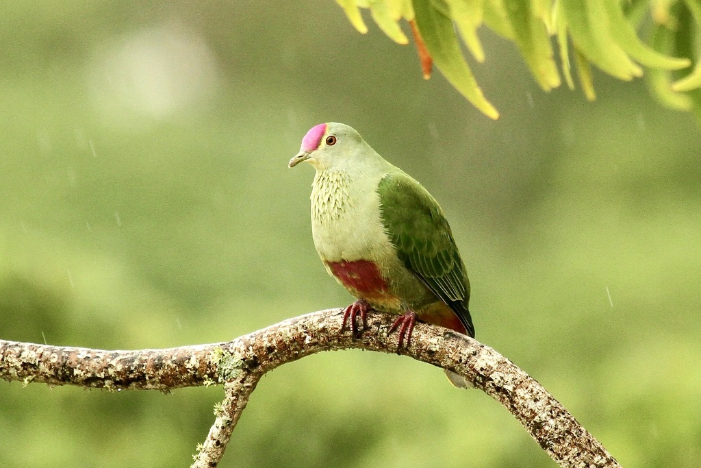 Red-Bellied Fruit-Dove