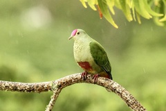 Red-Bellied Fruit-Dove photo 1