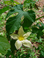 Eureiandra fasciculata image