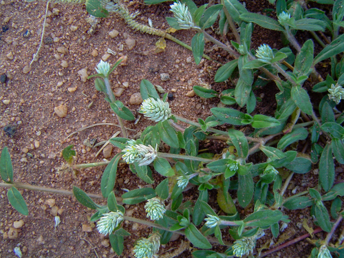 Gomphrena celosioides image